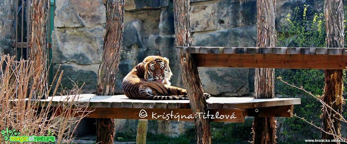 Zoo Praha - Foto Kristýna Titzlová (9)