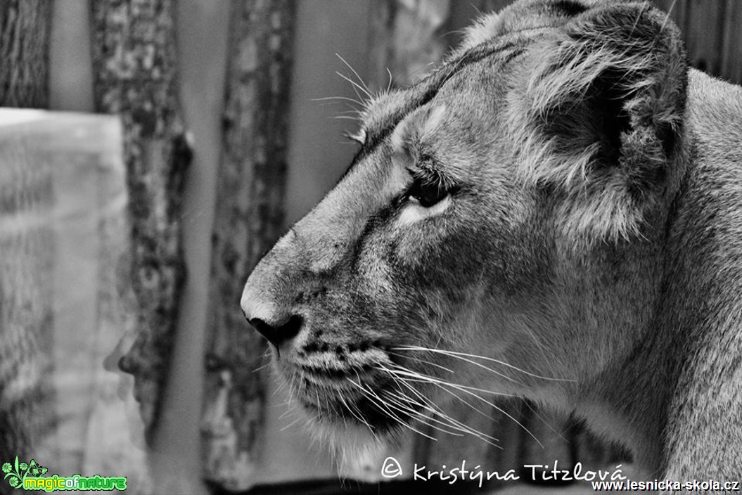 Zoo Praha - Foto Kristýna Titzlová (12)