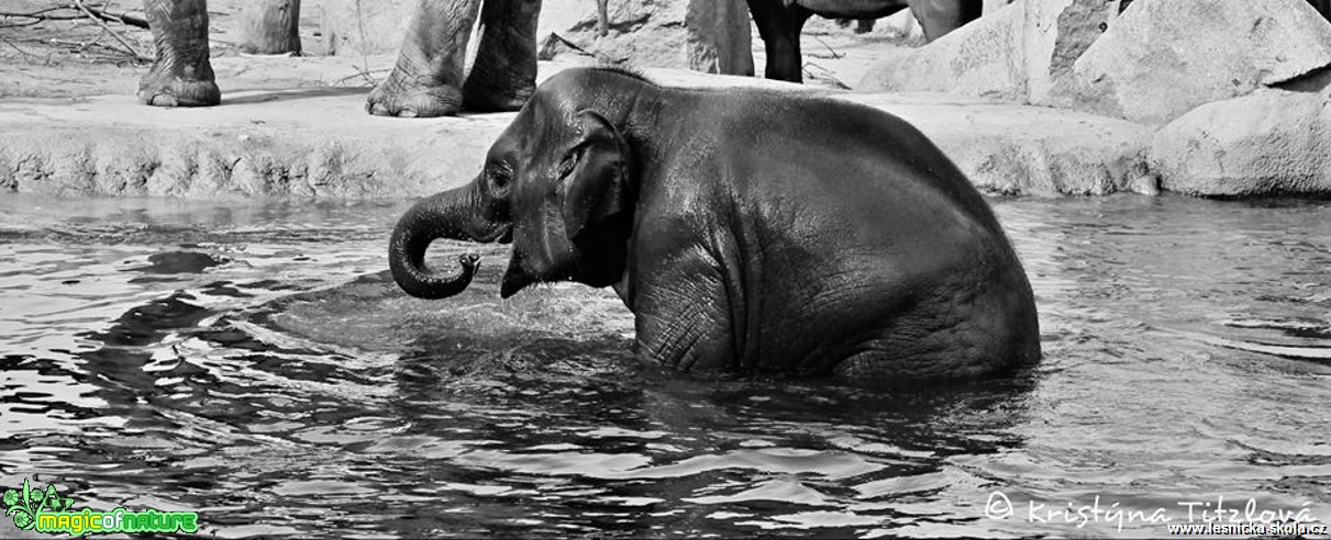 Zoo Praha - Foto Kristýna Titzlová (16)