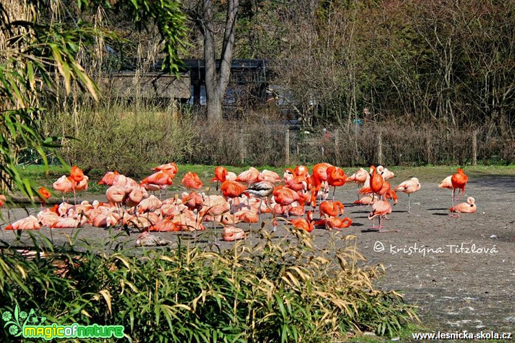 Zoo Praha - Foto Kristýna Titzlová (17)