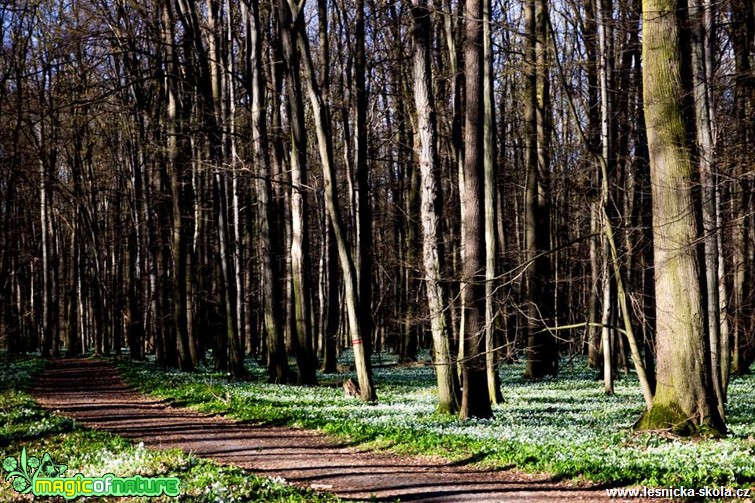 Chráněná krajinná oblast Poodří - moře sněženek - Foto Jan Valach (1)