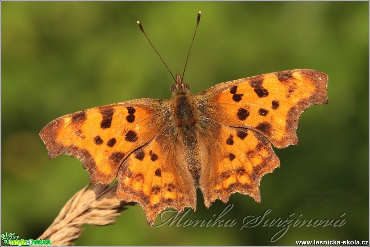 Babočka bílé c - Polygonia c-album - Foto Monika Suržinová