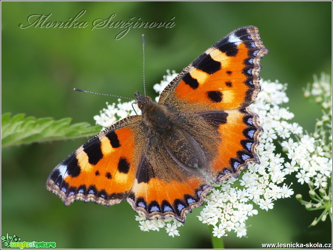 Babočka kopřivová - Aglais urticae - Foto Monika Suržinová