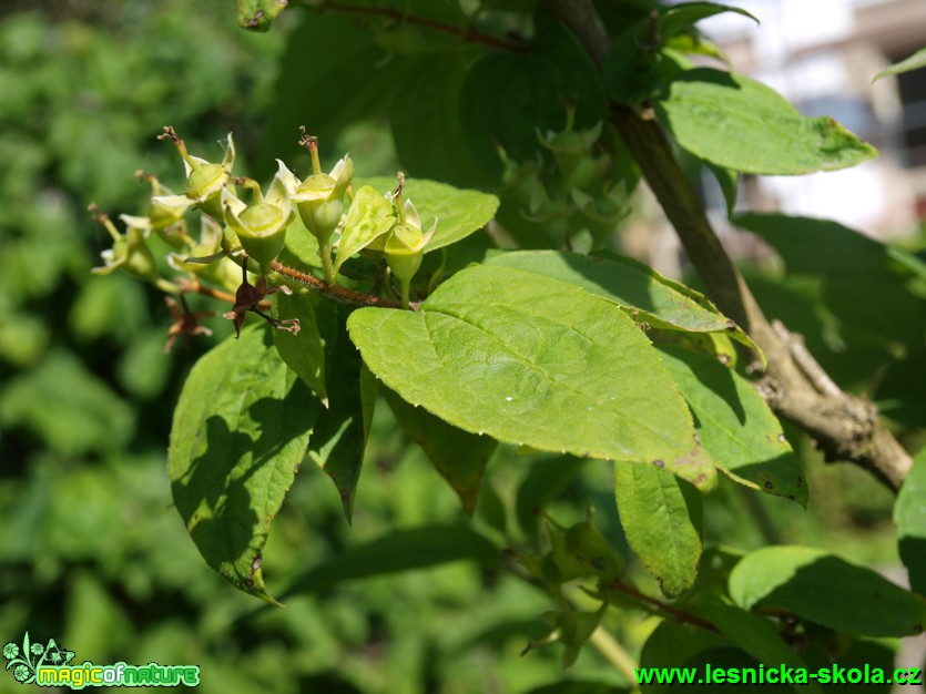 Pustoryl tenkolistý - Philadelphus tenuifolius - Foto David Hlinka (2)