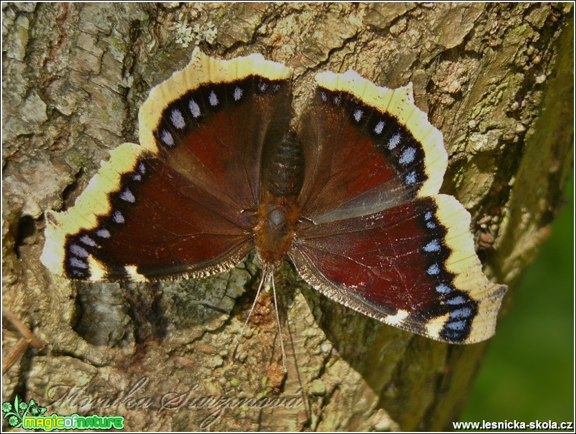 Babočka osiková - Nymphalis antiopa - Foto Monika Suržinová