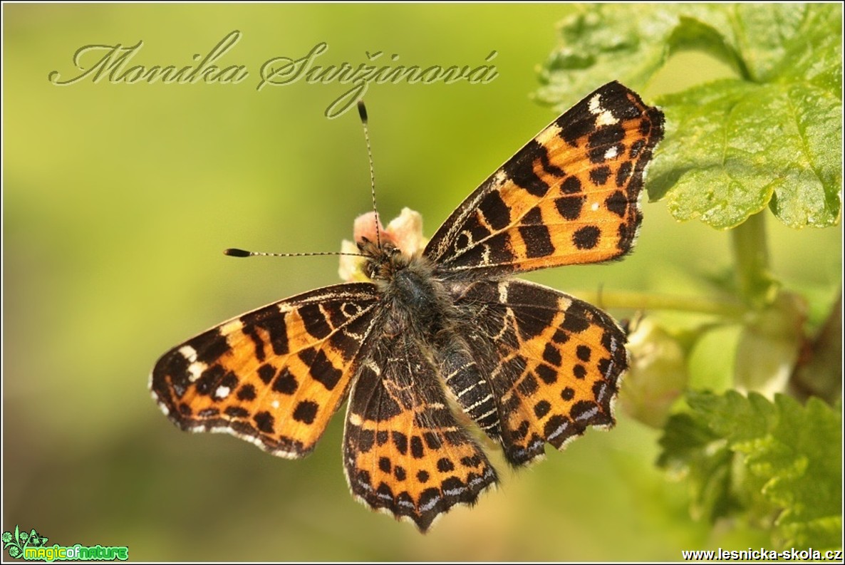 Babočka síťkovaná - Araschnia levana (jarní generace) - Foto Monika Suržinová