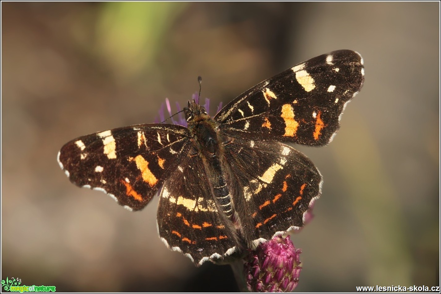 Babočka síťkovaná (letní generace) - Araschnia levana - Foto Monika Suržinová