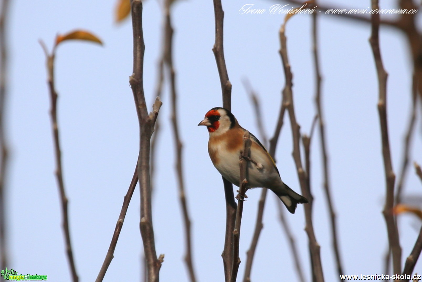 Stehlík obecný - Carduelis carduelis - Foto Irena Wenischová