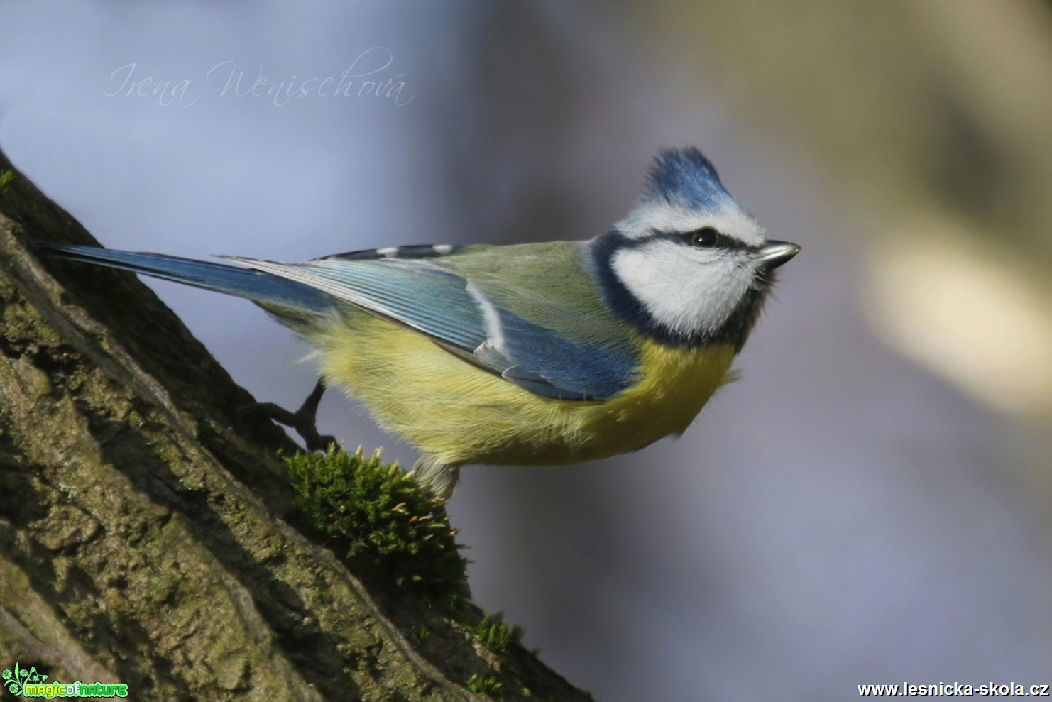 Sýkora modřinka - Cyanistes caeruleus - Foto Irena Wenischová (25)