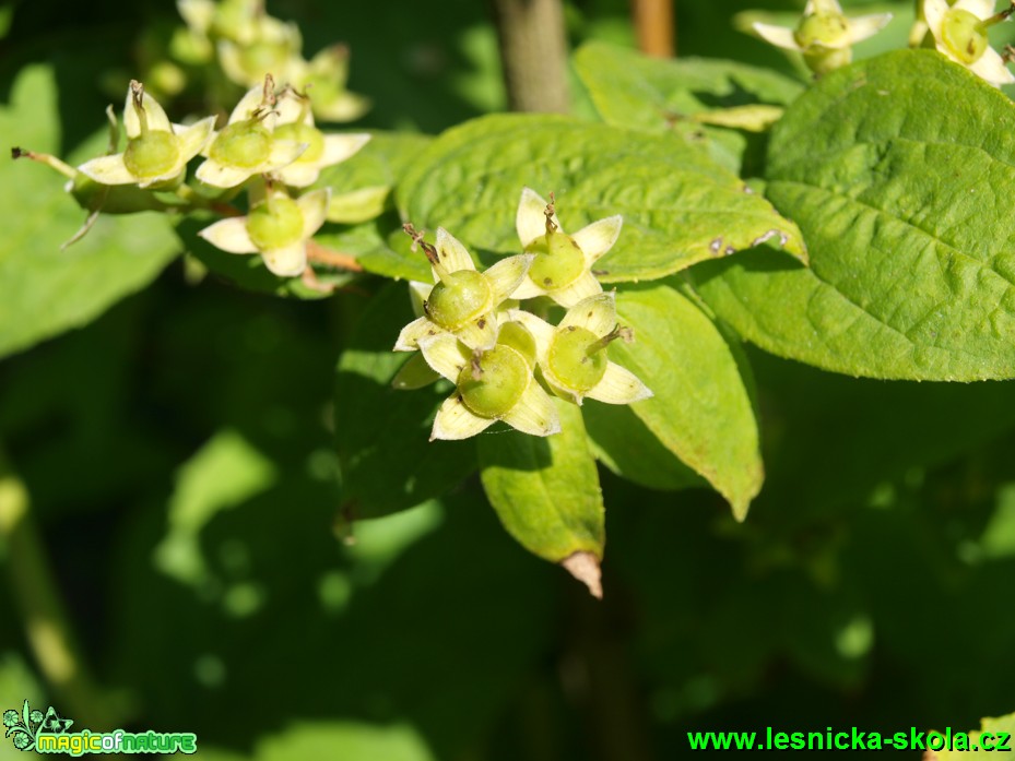 Pustoryl tenkolistý - Philadelphus tenuifolius - Foto David Hlinka