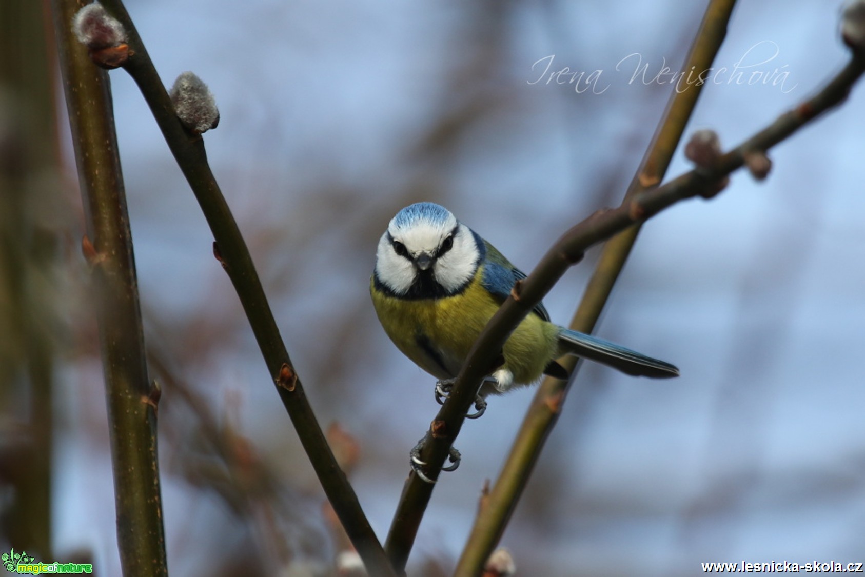 Sýkora modřinka - Cyanistes caeruleus - Foto Irena Wenischová (27)