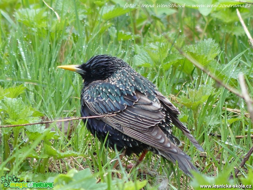 Špaček obecný - Sturnus vulgaris - Foto Irena Wenischová