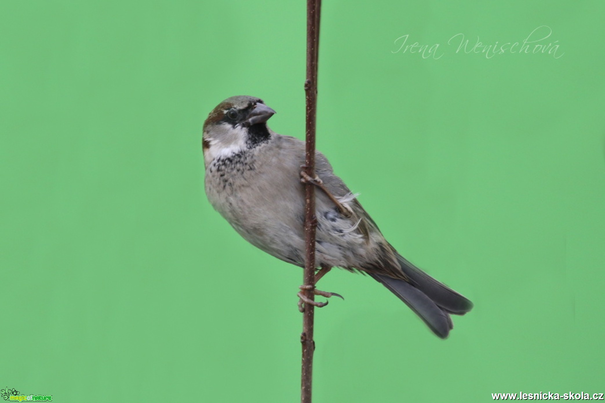 Vrabec domácí - Passer domesticus - Foto Irena Wenischová