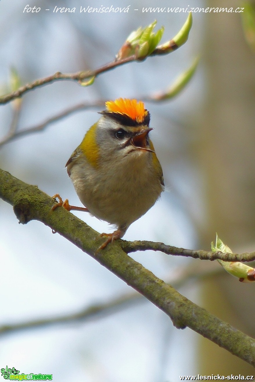 Králíček ohnivý - Regulus ignicapillus - Foto Irena Wenischová (2)