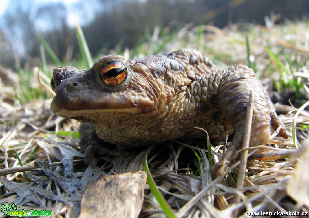 Ropucha obecná - Bufo bufo - Foto Miloslav Míšek