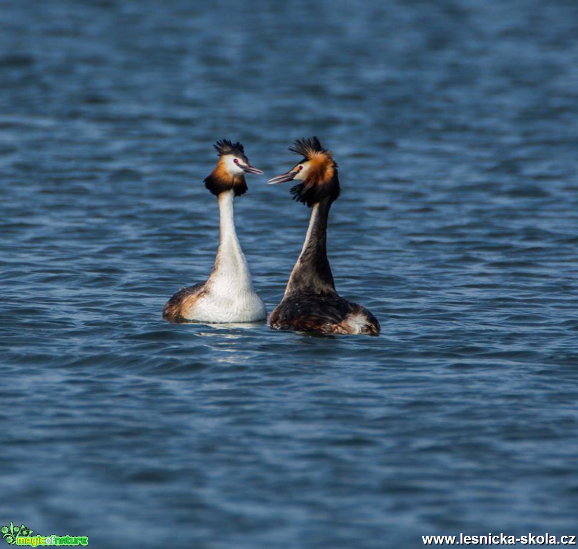 Potápka roháč - Podiceps cristatus - Foto Lukáš Málek (2)