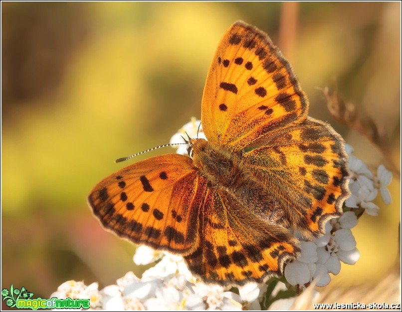 Ohniváček celíkový (samička) - Lycaena virgaureae - Foto Monika Suržinová