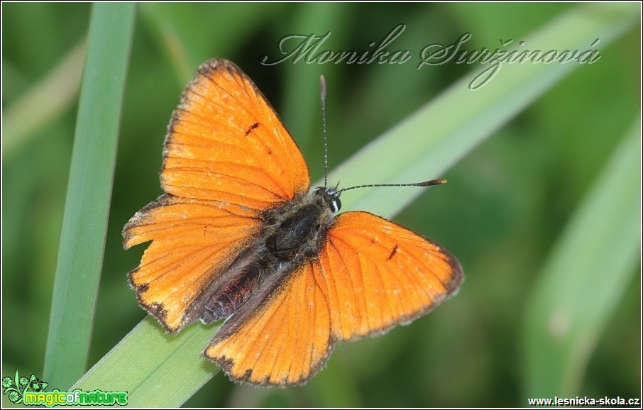 Ohniváček černočárný (sameček) - Lycaena dispar - Foto Monika Suržinová