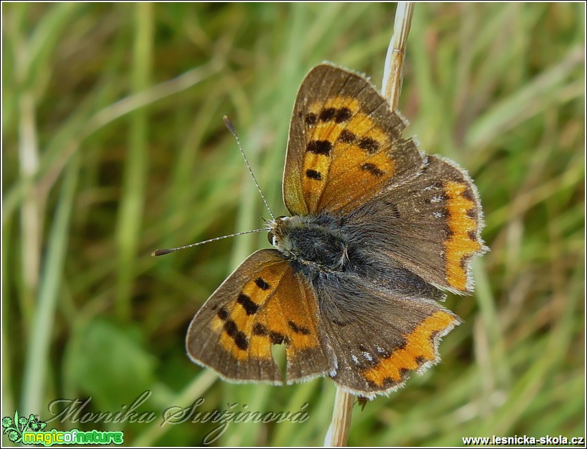 Ohniváček černokřídlý - Lycaena phlaeas - Foto Monika Suržinová