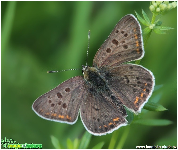 Ohniváček černoskvrnný (sameček) - Lycaena tityrus - Foto Monika Suržinová