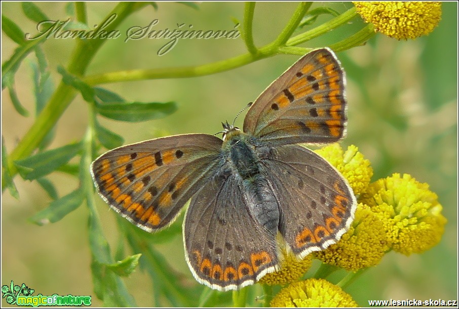 Ohniváček černoskvrnný (samička) - Lycaena tityrus - Foto Monika Suržinová