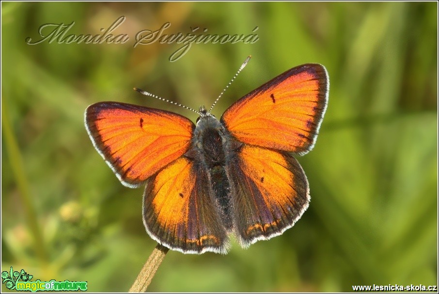 Ohniváček modrolemý (sameček) - Lycaena hippothoe - Foto Monika Suržinová