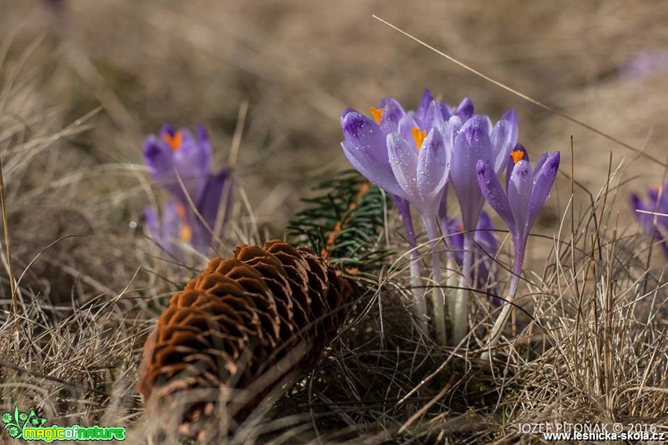 Krokusy na horách - Foto Jozef Pitoňák (4)