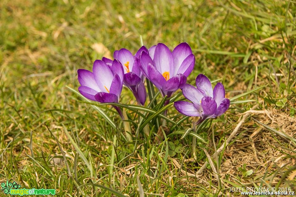 Krokusy na horách - Foto Jozef Pitoňák (6)