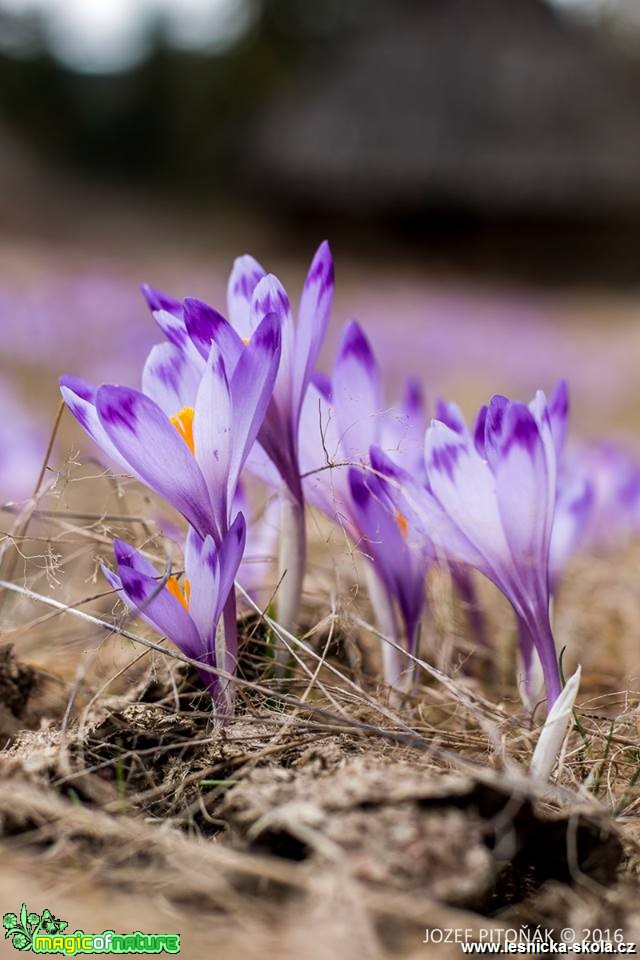 Krokusy na horách - Foto Jozef Pitoňák (7)