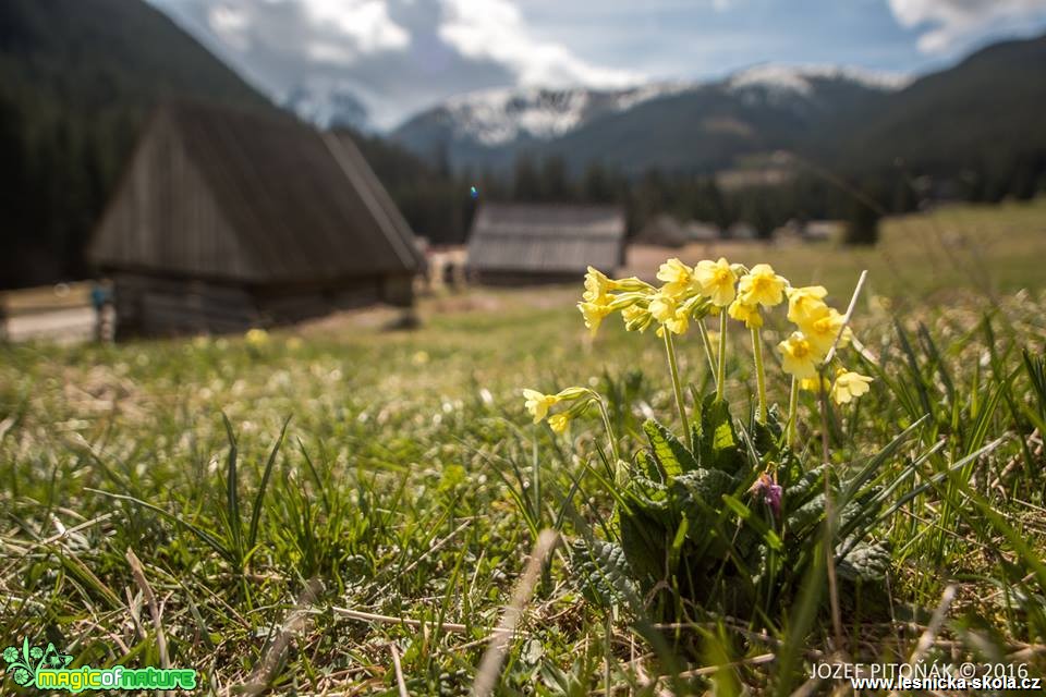 Prvosenky na horách - Foto Jozef Pitoňák