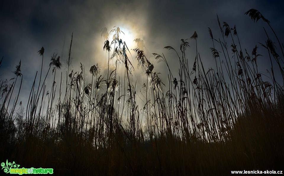 Ráno u vody - Foto Pavel Ulrych