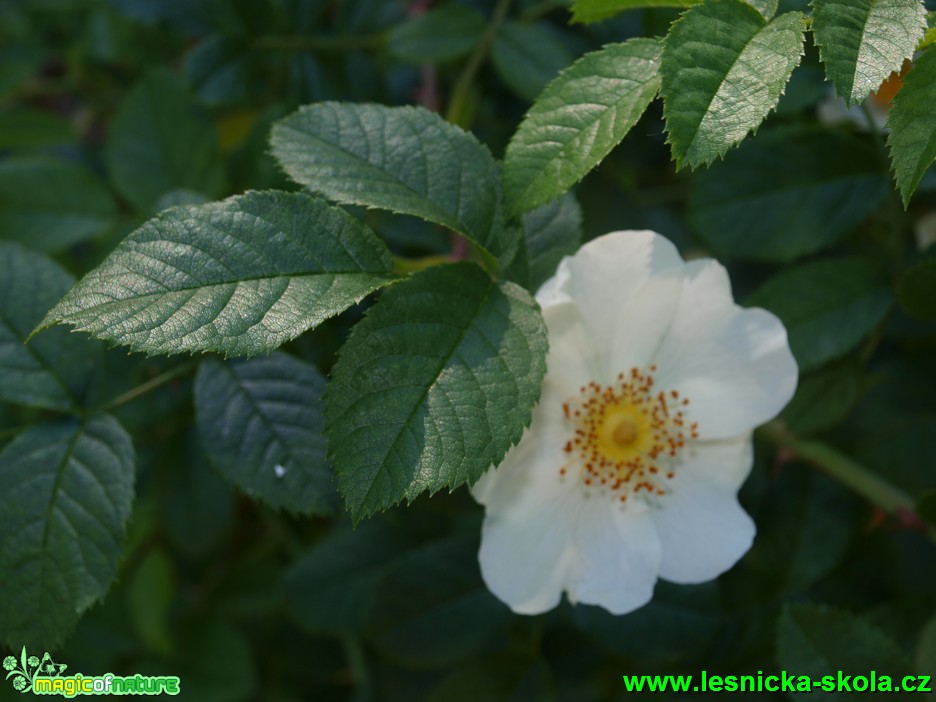 Růže maršálova - Rosa marschalliana - Foto David Hlinka (1)