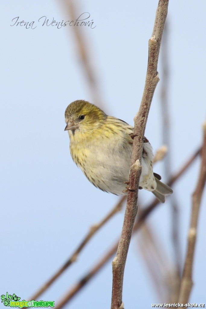 Čížek lesní - samice - Carduelis spinus - Foto Irena Wenischová (1)