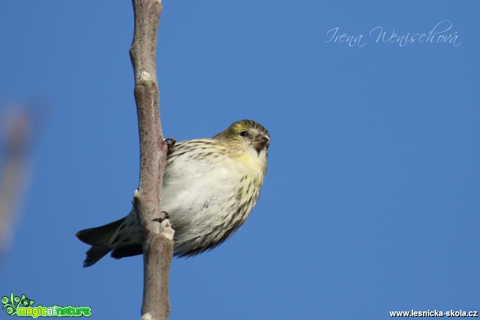 Čížek lesní - samice - Carduelis spinus - Foto Irena Wenischová (2)