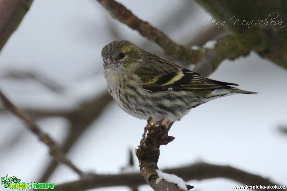 Čížek lesní - samice - Carduelis spinus - Foto Irena Wenischová (3)