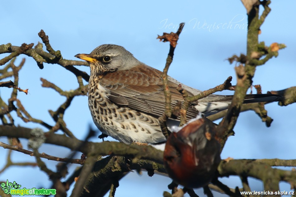 Drozd kvíčala - Turdus pilaris - Foto Irena Wenischová (2)