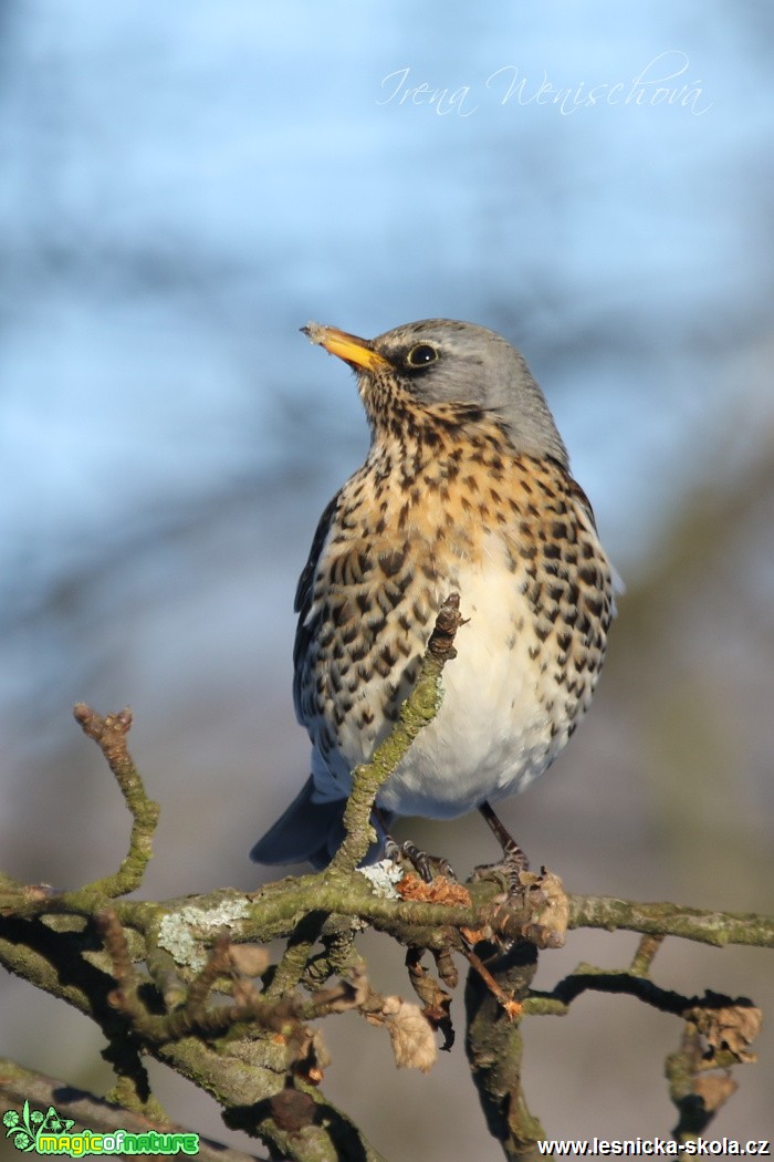 Drozd kvíčala - Turdus pilaris - Foto Irena Wenischová (3)