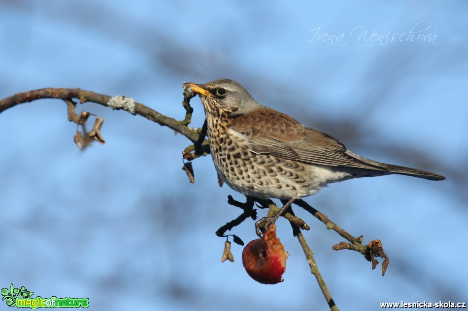 Drozd kvíčala - Turdus pilaris - Foto Irena Wenischová (5)