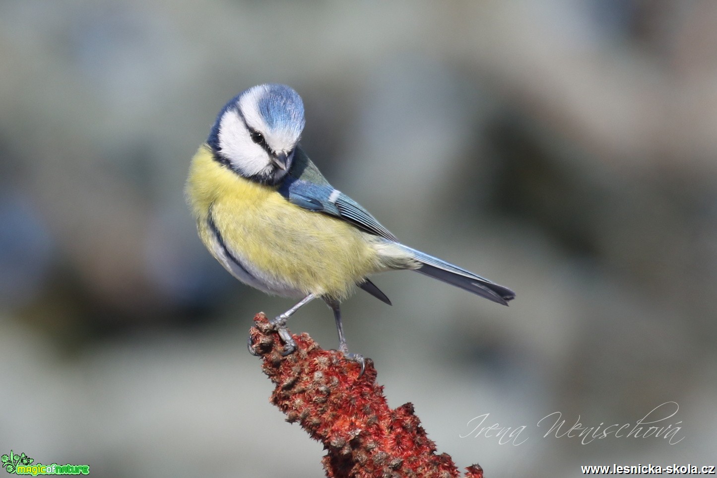 Sýkora modřinka - Cyanistes caeruleus - Foto Irena Wenischová (23)