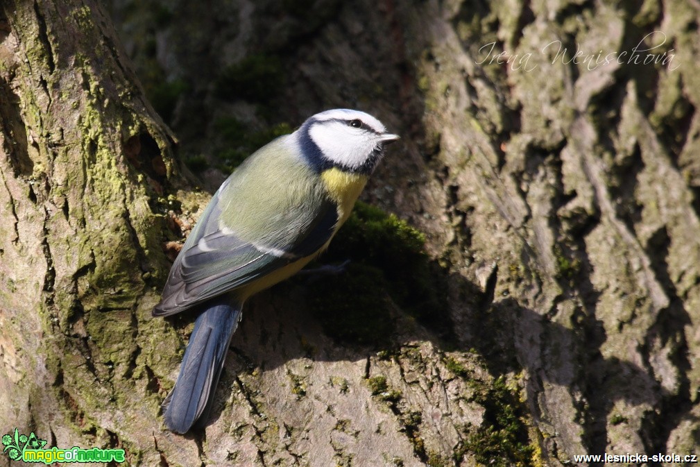 Sýkora modřinka - Cyanistes caeruleus - Foto Irena Wenischová (24)