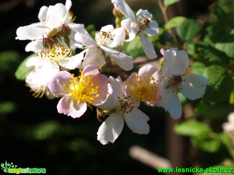 Růže mnohokvětá - Rosa multiflora - Foto David Hlinka (2)