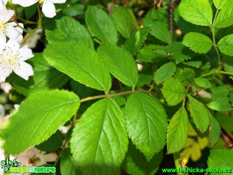 Růže mnohokvětá - Rosa multiflora - Foto David Hlinka