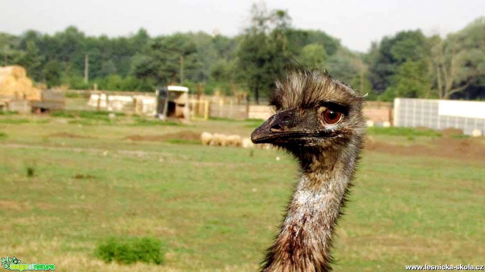 Na pštrosí farmě - Foto Rasťo Salčík (1)