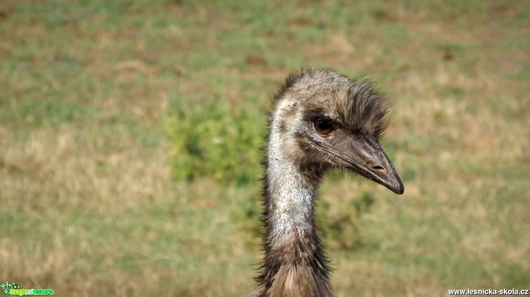 Na pštrosí farmě - Foto Rasťo Salčík (2)