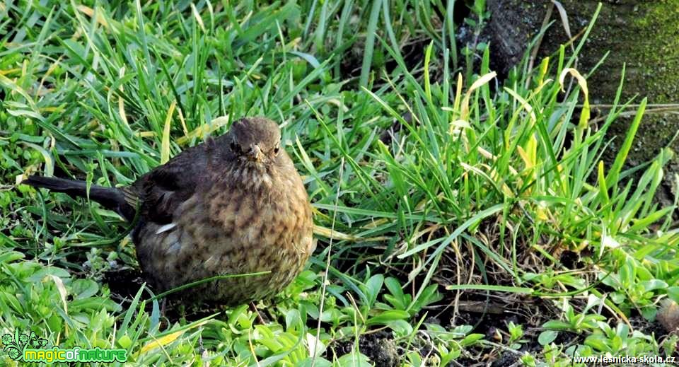 Peří dělá objem - Foto Rasťo Salčík