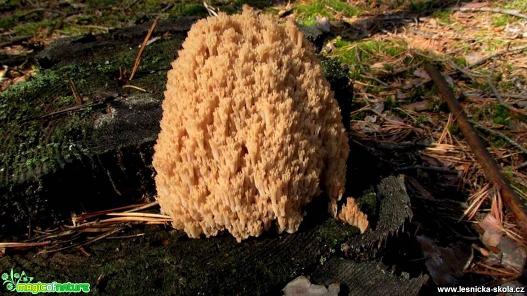 Korunokyjka svícnovitá - Artomyces pyxidatus - Foto Rasťo Salčík