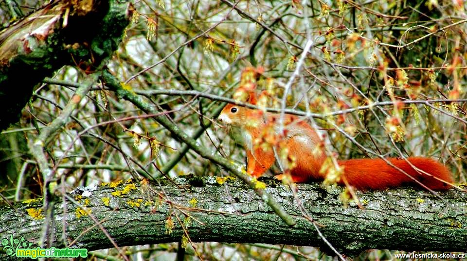 Veverka obecná - Sciurus vulgaris - Foto Rasťo Salčík (1)