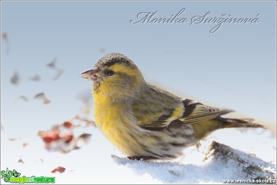 Čížek lesní (samec) - Carduelis  spinus - Foto Monika Suržinová