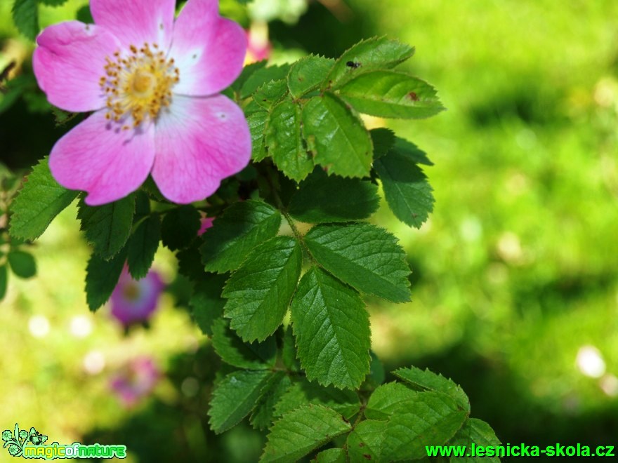 Růže vinná - Rosa rubiginosa - Foto David Hlinka