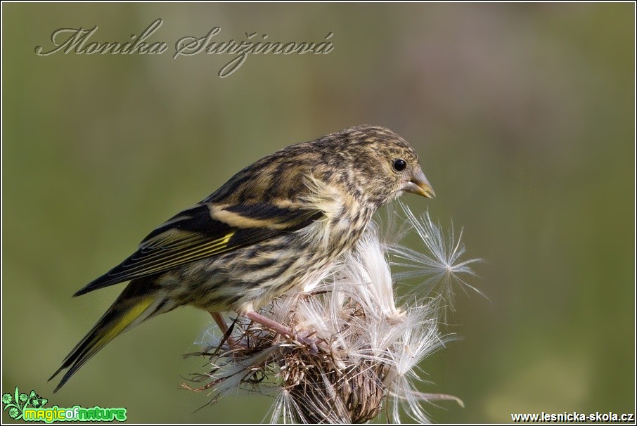 Čížek lesní (samice) - Cardueli s spinus - Foto Monika Suržinová